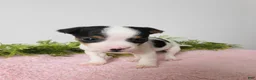 Jack Russell Terrier dogs for sale: Tinker - Ad 3