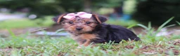 Yorkshire Terrier dogs for sale: Lola - Ad 3