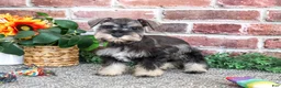 Miniature Schnauzer dogs for sale: Sandy - Ad 1