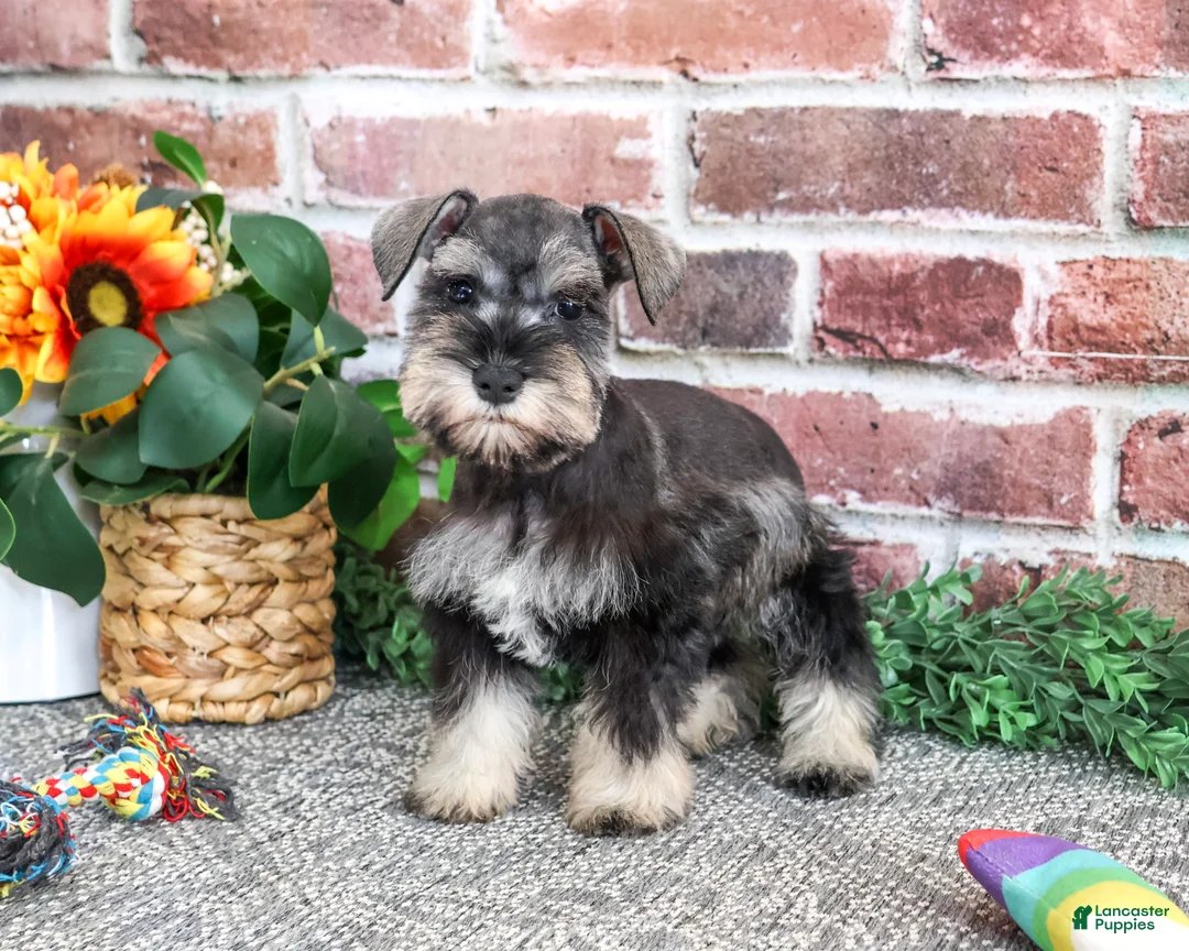 Miniature Schnauzer dogs for sale: Sandy - Ad 1