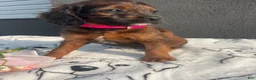 Mixed Breed dogs for sale: Cookie - Ad 4