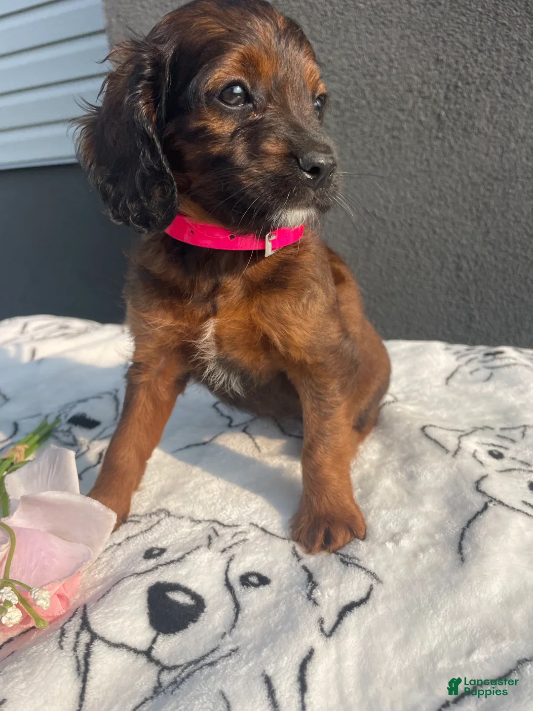 Mixed Breed dogs for sale: Cookie - Ad 4