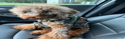 Miniature Poodle dogs for sale: Boy - Ad 1