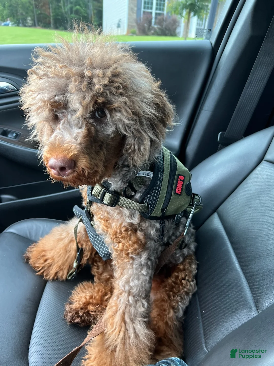 Miniature Poodle dogs for sale: Boy - Ad 1