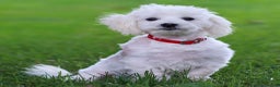 Maltese dogs for sale: Sterling - Ad 2