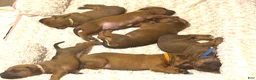 Rhodesian Ridgeback dogs for sale: Rhodesian Ridgeback Puppy 4 - Ad 8