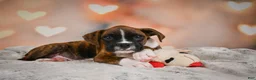 Boxer dogs for sale: Alex - Ad 4
