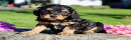 Cavapoo dogs for sale: Frankie Male Cavapoo - Ad 6