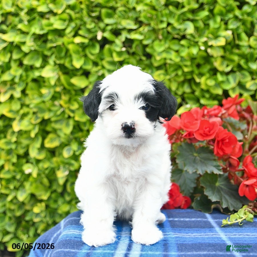 Yorkiepoo dogs Lilac  - Ad 1