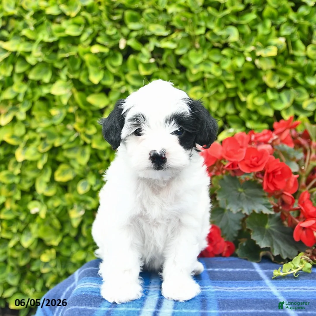 Yorkiepoo dogs for sale: Lilac  - Ad 1