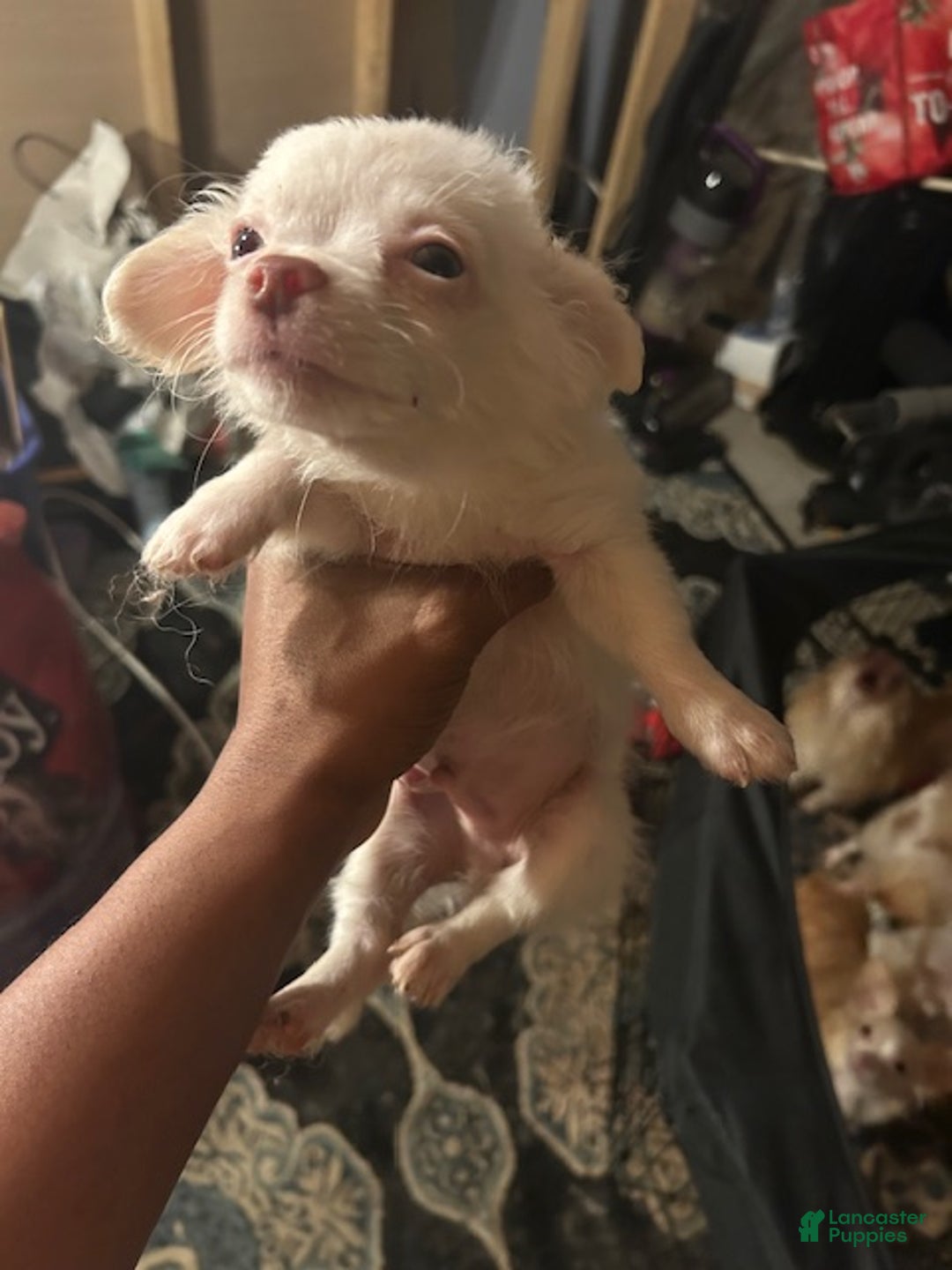Pomchi dogs for sale: Pomchi Puppy 1 - Ad 1