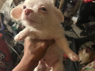 Pomchi dogs Pomchi Puppy 1 - Ad 3