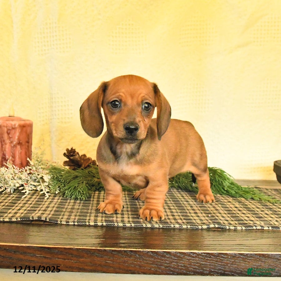 Dachshund dogs Remi  - Ad 18