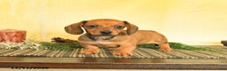 Dachshund dogs for sale: Remi  - Ad 1