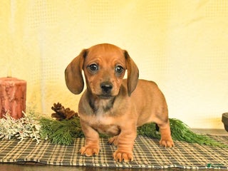 Dachshund dogs Remi - Ad 7