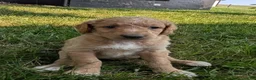 Goldendoodle dogs for sale: Issie - Ad 8