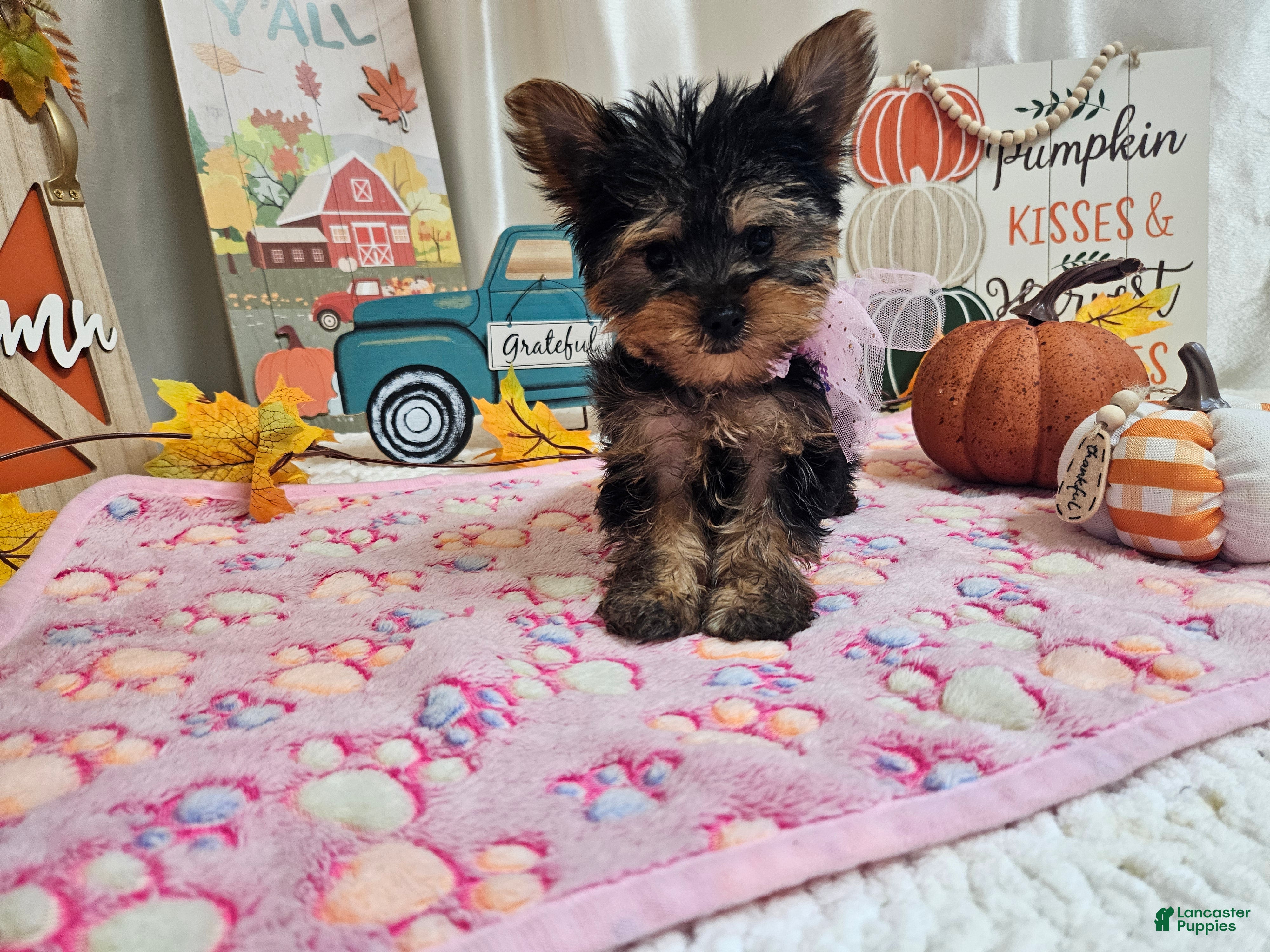 Yorkshire Terrier (Yorkshire Terrier, Female) in Spencerville, IN