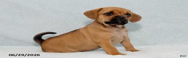 Benji