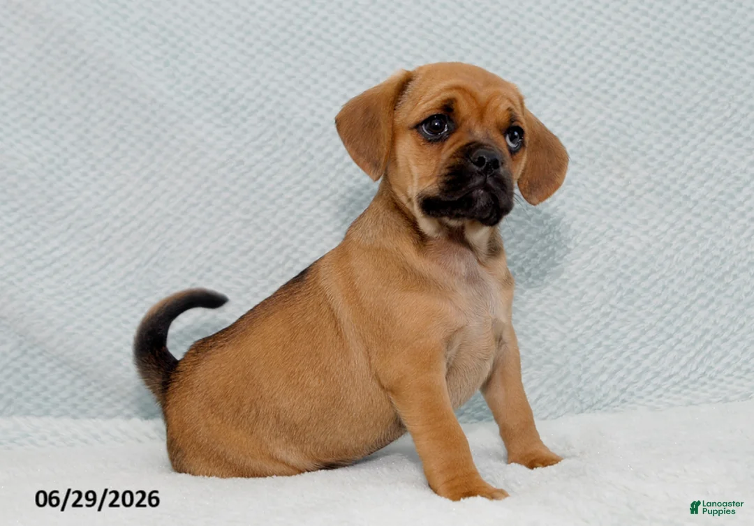 Puggle dogs for sale: Benji - Ad 1