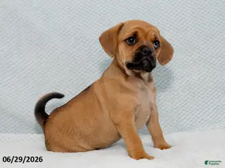 Puggle dogs Benji - Ad 13