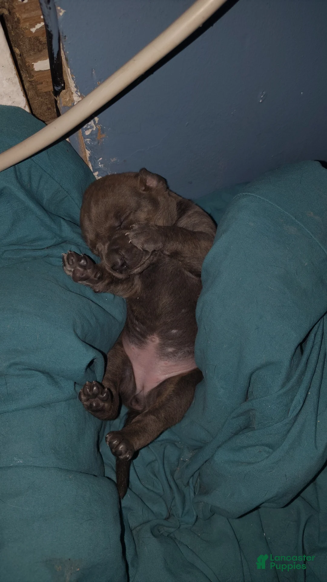 Mixed Breed dogs for sale: Blue Bell - Ad 1