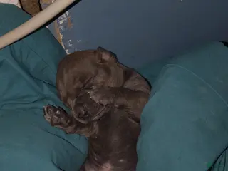 Mixed Breed dogs Blue Bell - Ad 2