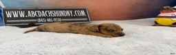 Miniature Dachshund dogs for sale: Smooth red brindle - Ad 11