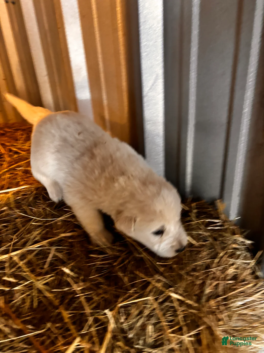 Great Pyrenees dogs for sale: Great Pyrenees Puppy 5 - Ad 2