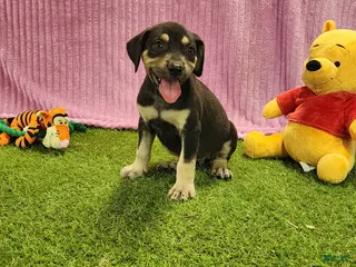 Catahoula Leopard Dog dogs Tess 2025 Female 6 - Ad 8