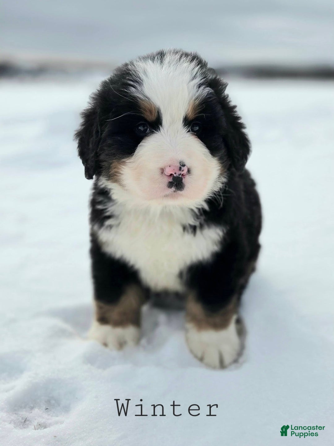 Bernese Mountain Dog dogs for sale: Winter - Ad 1