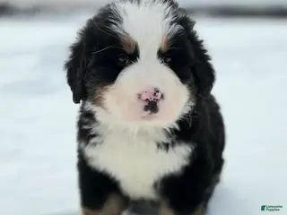 Bernese Mountain Dog dogs Winter - Ad 11