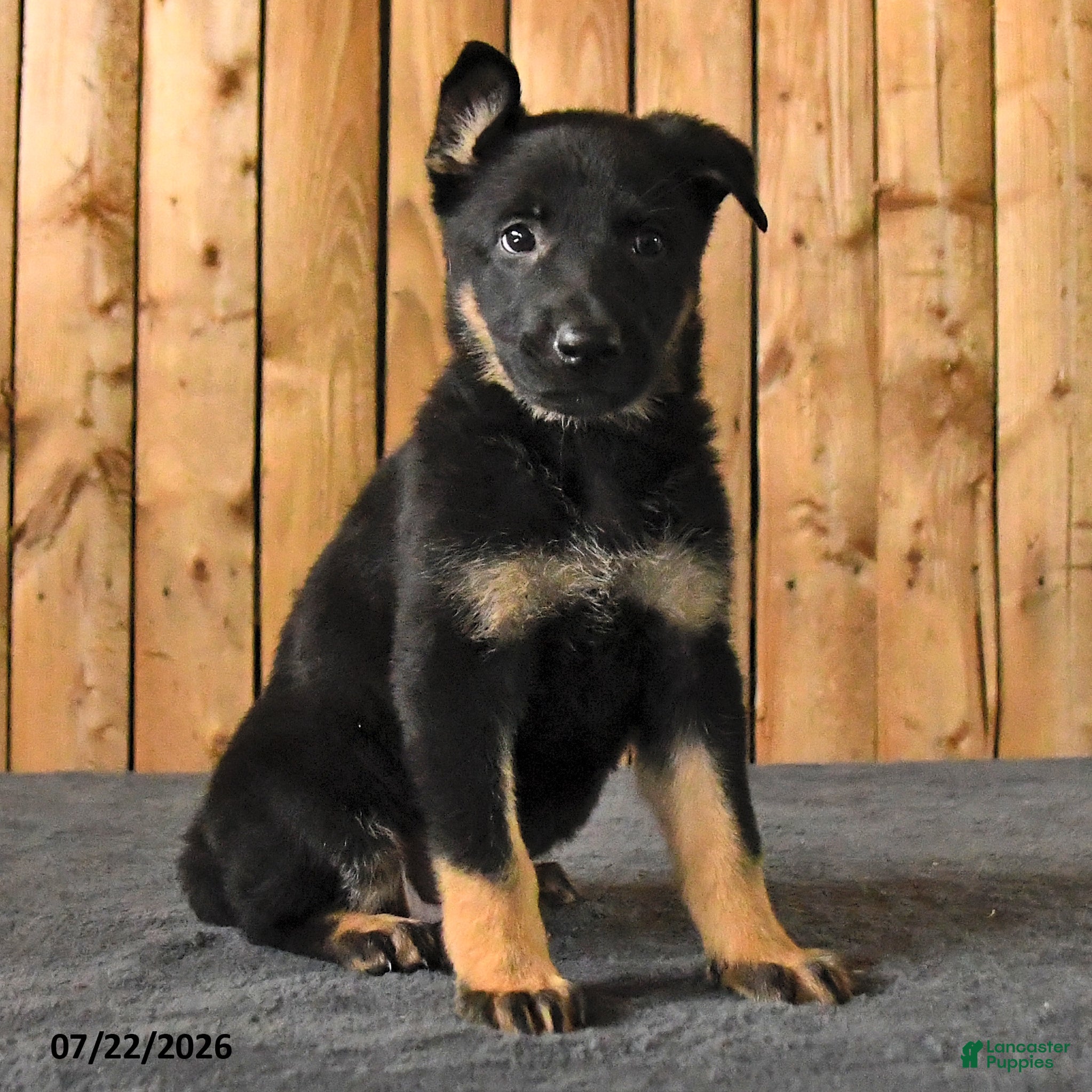 German Shepherd dogs Fable - Ad 2