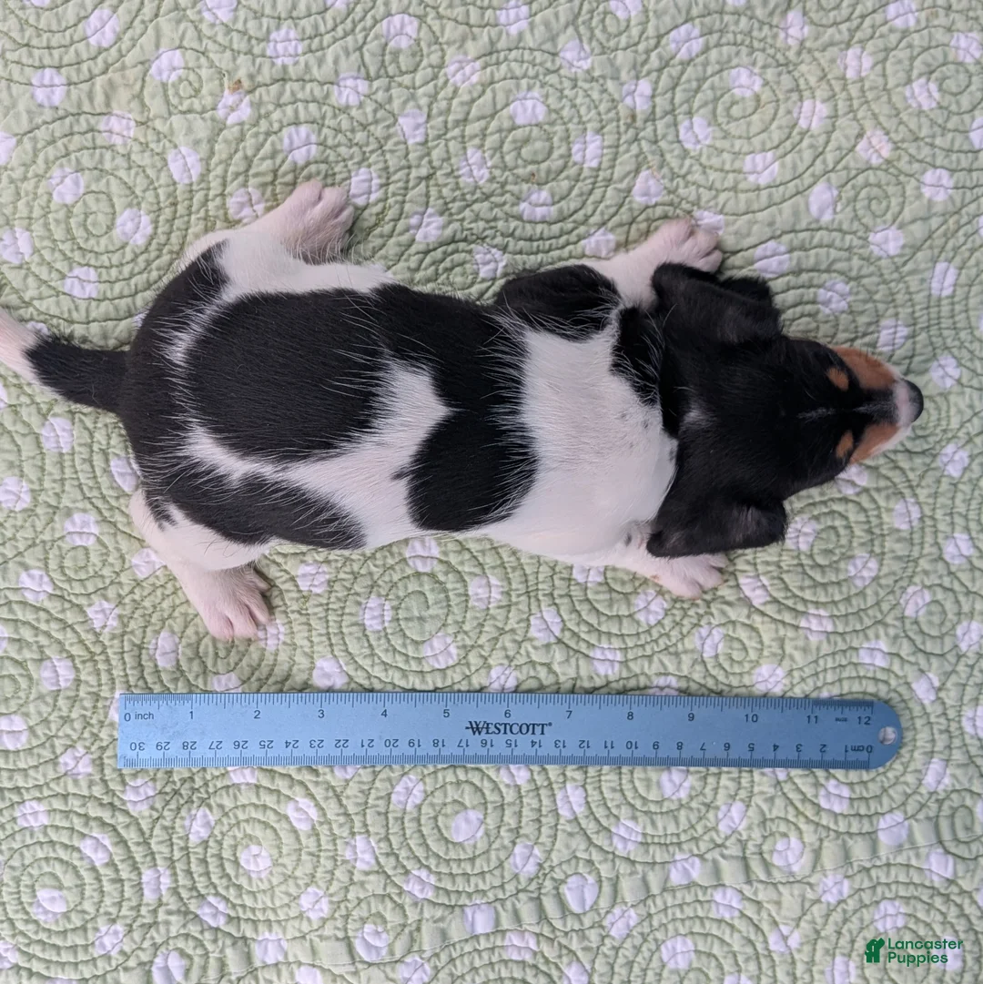 Miniature Dachshund dogs for sale: Reese Cup - Ad 9