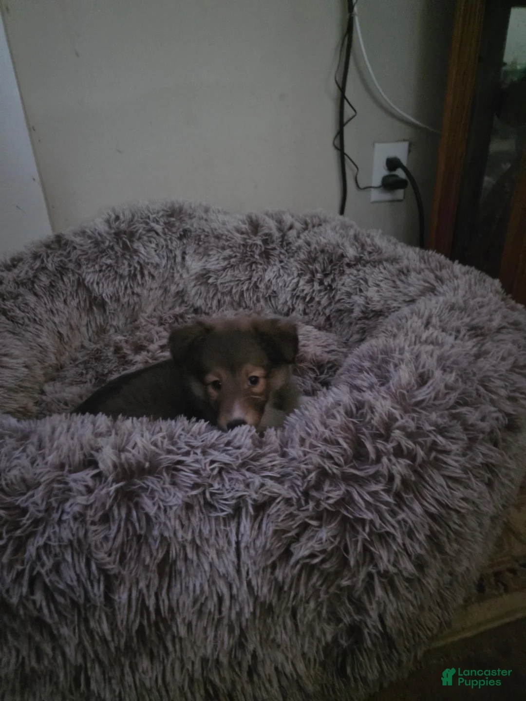 Shetland Sheepdog dogs for sale: Resand  - Ad 2