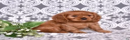 Cavalier King Charles Spaniel dogs for sale: Charlie  - Ad 3