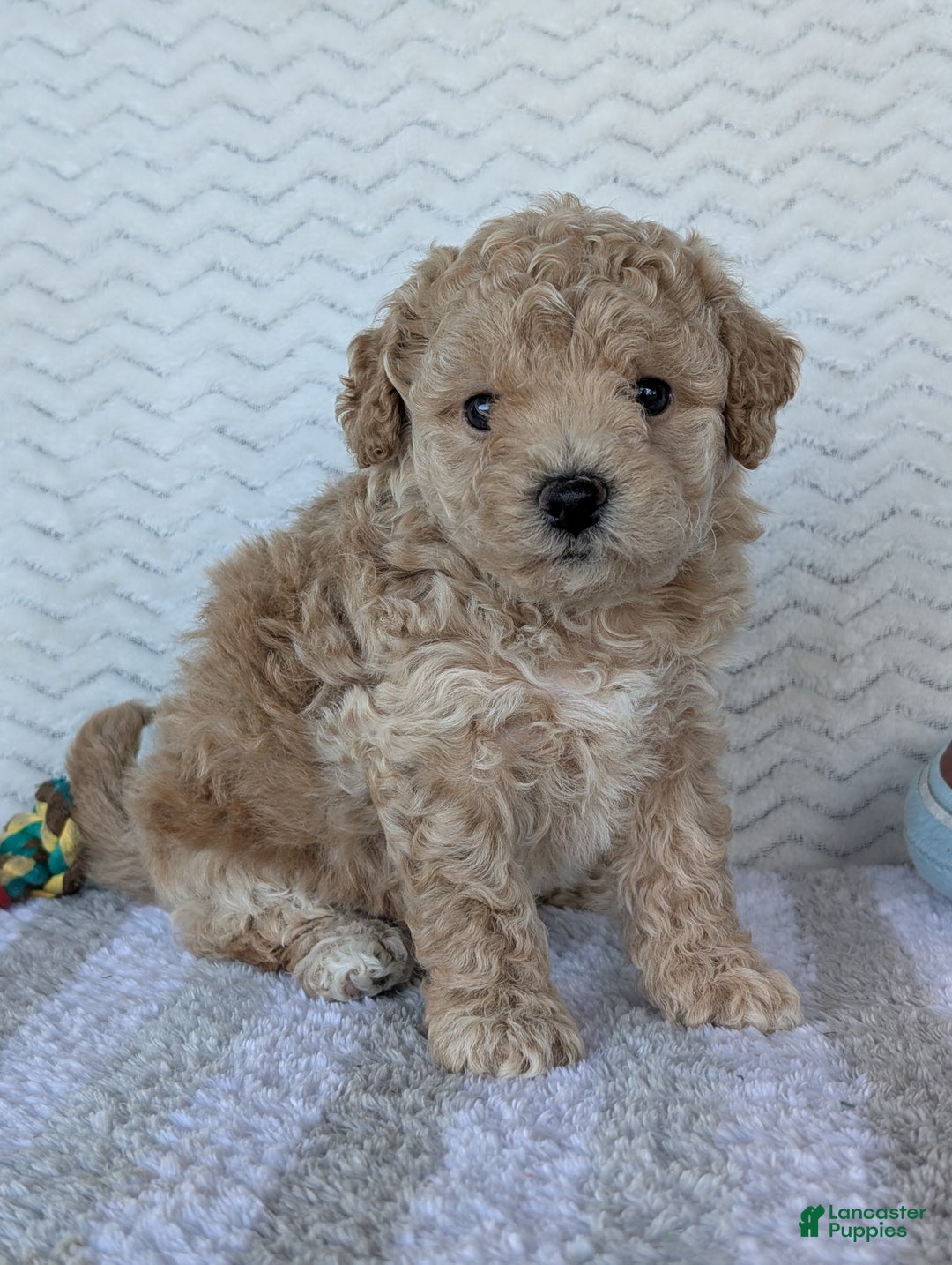Bichpoo dogs for sale: Darla - Ad 12