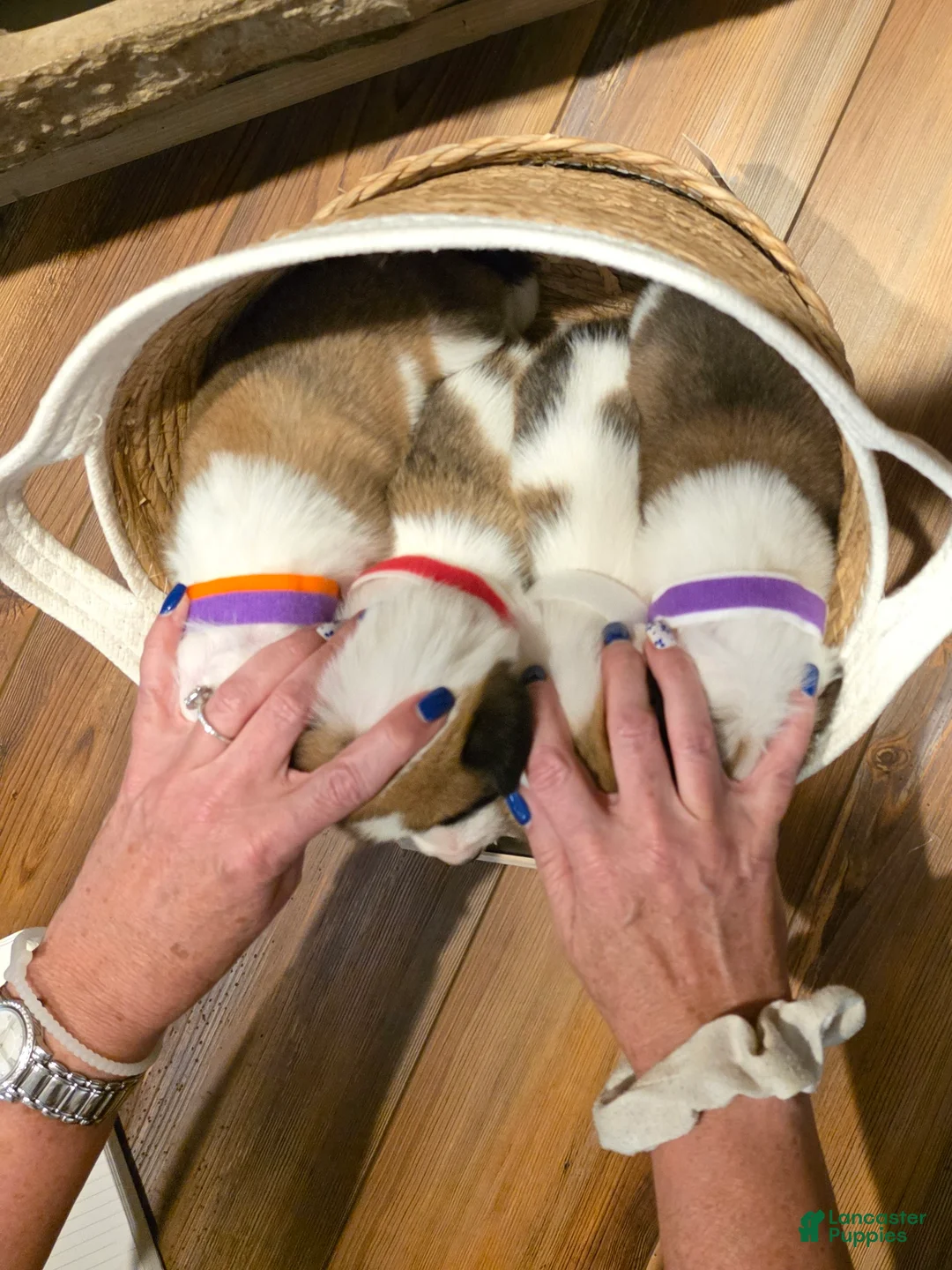 Mixed Breed dogs for sale: Purple-Orange Girl - Ad 2