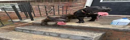 Presa Canario dogs for sale: Presa Canario 1 - Ad 12