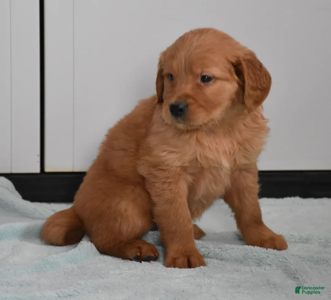Golden Retriever dogs for sale: Dallas Genetic/OFA - Ad 22