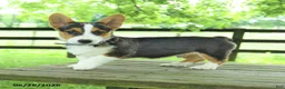 Welsh Corgi Pembroke dogs for sale: Samson - Ad 5