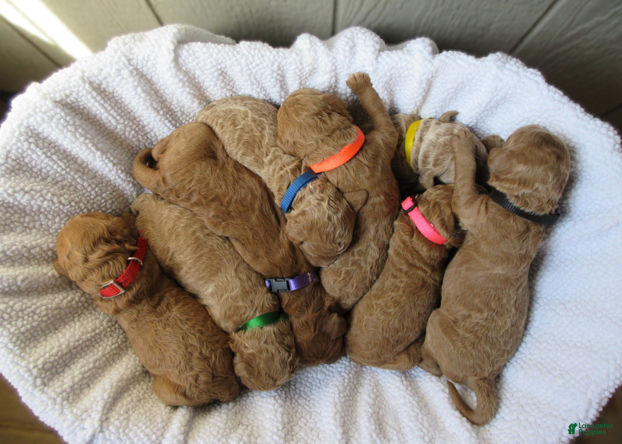 Goldendoodle dogs for sale: Green collar - Ad 6