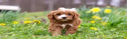 Cavapoo dogs for sale: Lily - Ad 5
