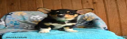 Welsh Corgi Pembroke dogs for sale: Blair - Ad 3