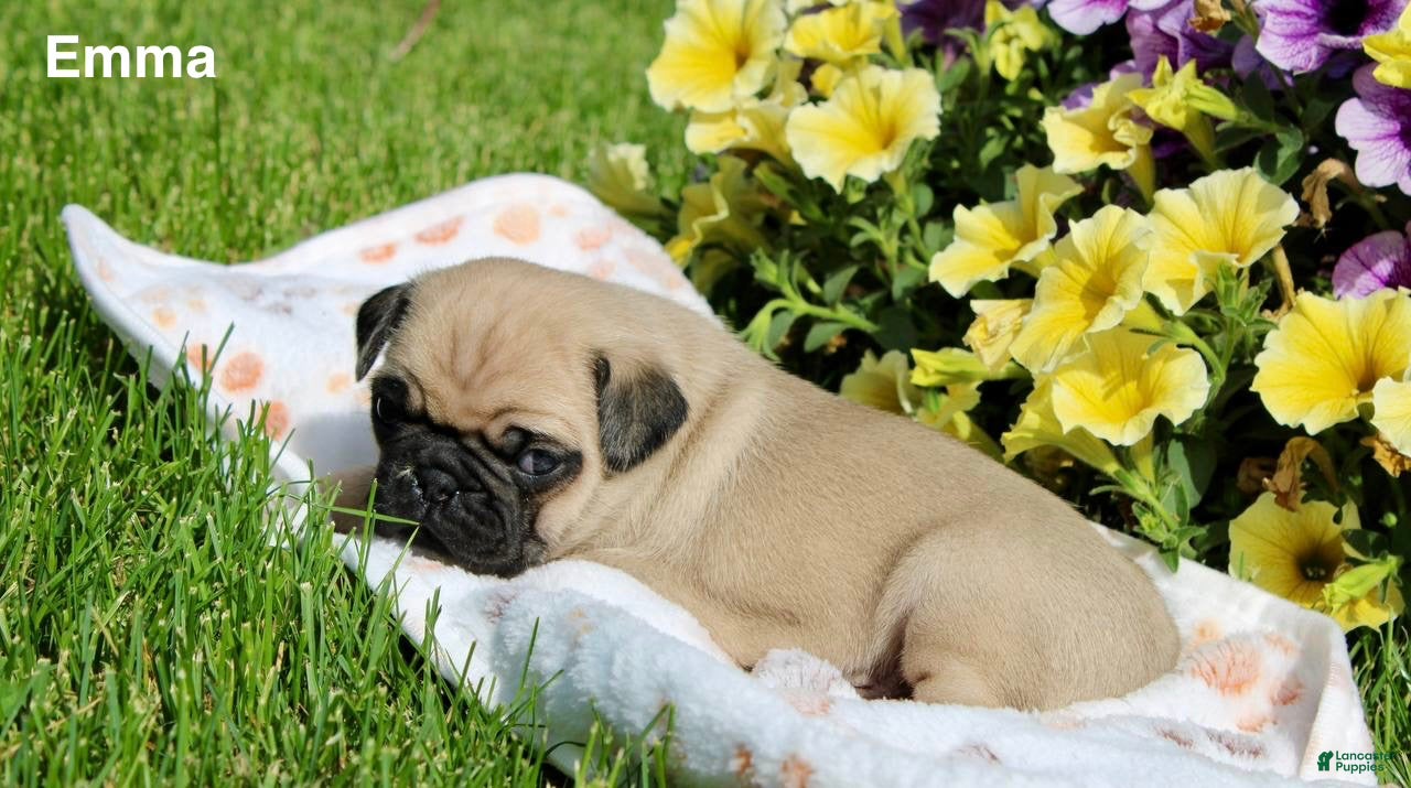 Pug dogs Emma - Ad 1