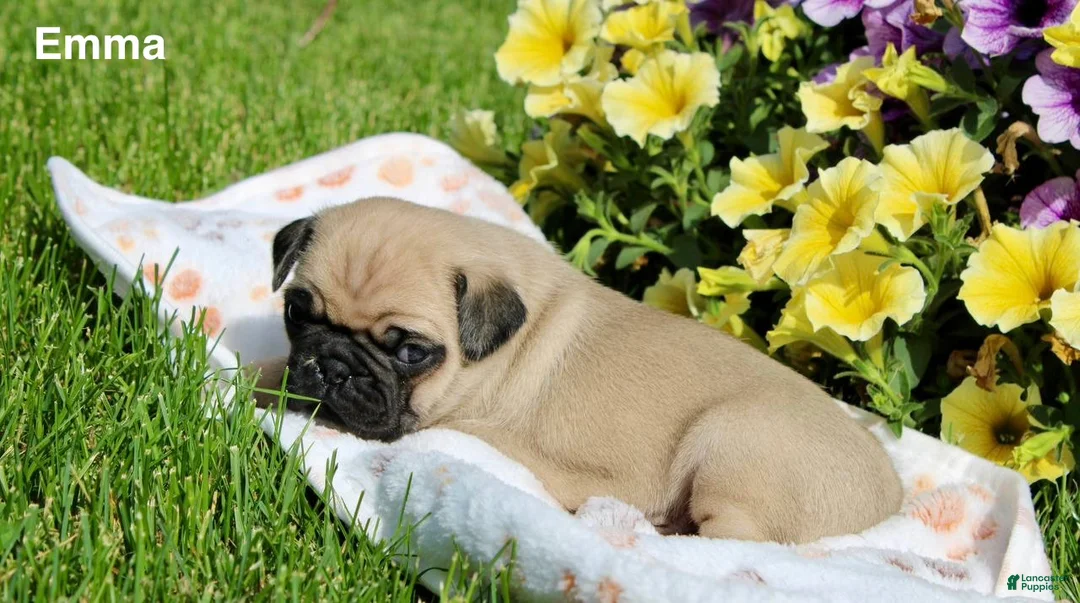 Pug dogs for sale: Emma - Ad 1