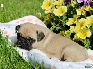 Pug dogs for sale: Emma - Ad 1