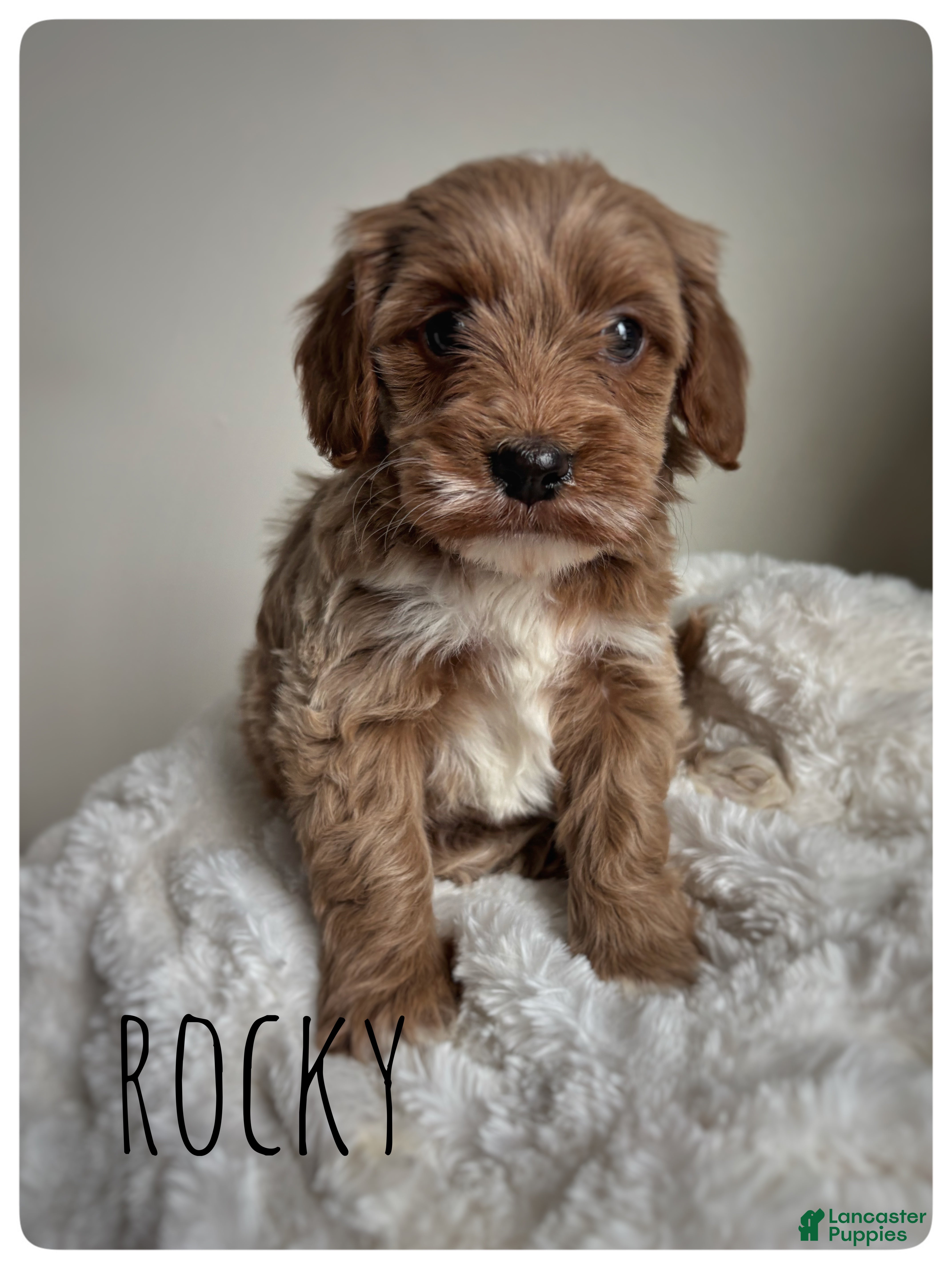 Cavapoo dogs for sale: Rocky - Ad 1