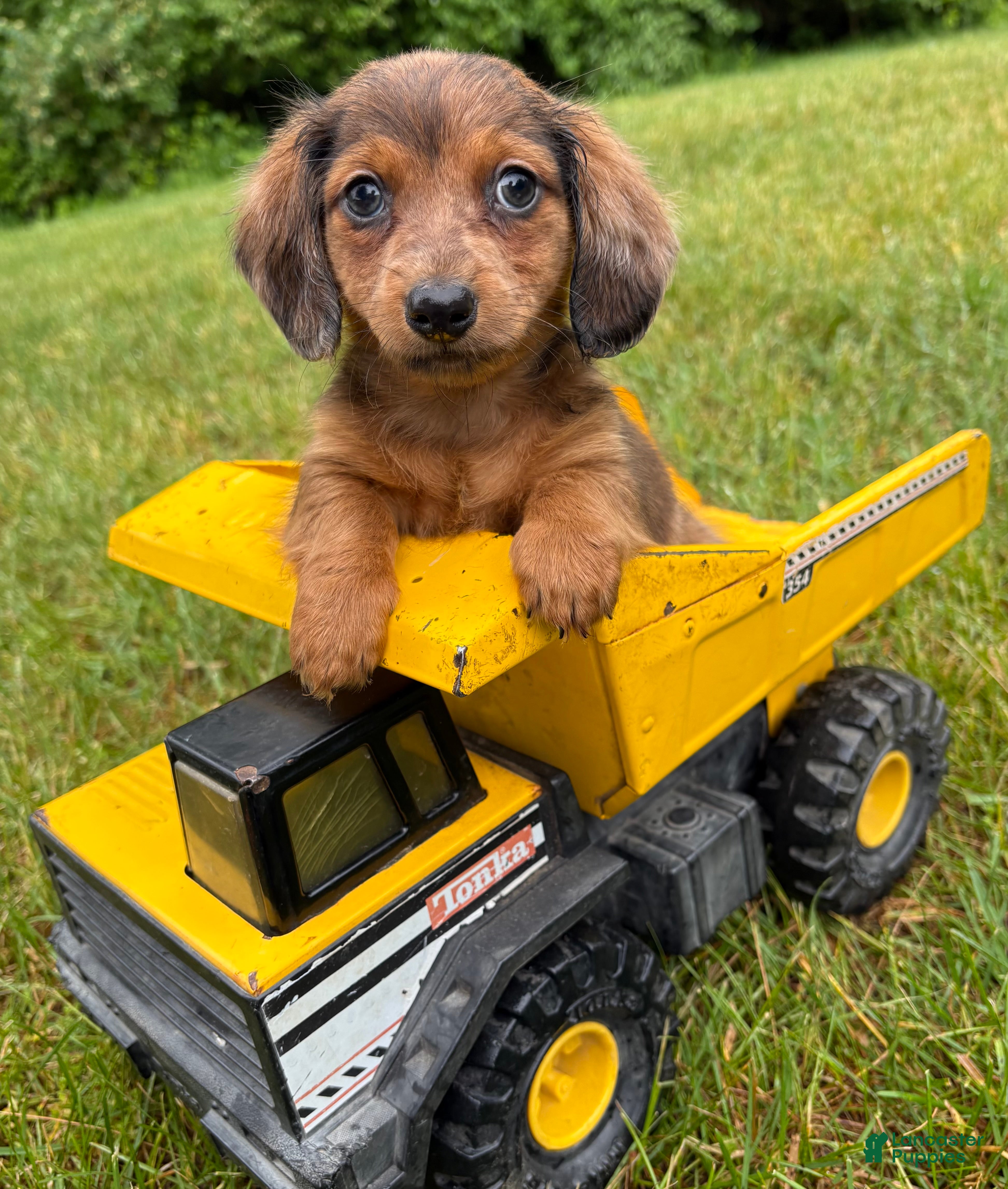 Dachshund dogs Romeo - Ad 2