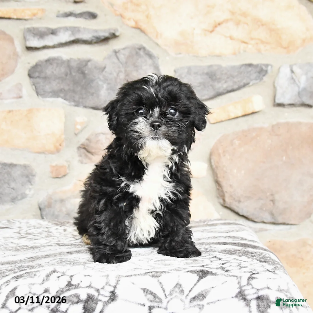 Teddy Bear dogs for sale: Tessa - Ad 2