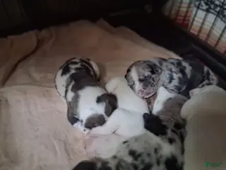 American Pit Bull Terrier dogs American Pit Bull Terrier Puppy 2 - Ad 23